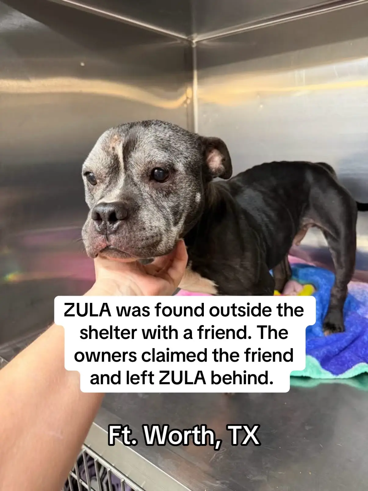💚💚SAFE WITH RESCUE💚💚 🚨 SENIOR GIRL IN NEED OF RESCUE! 🚨 Meet Zula #6156405
