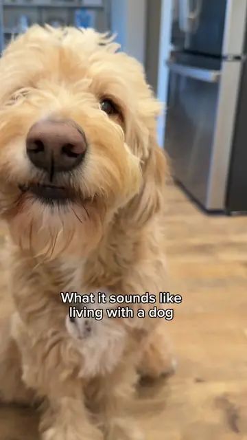 Dog sounds > everything  #doglife #dogsoftiktok #dogsounds 