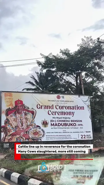 Cattle line up in reverence for the Grand coronation of HRM Igwe Chinedu Benson 
