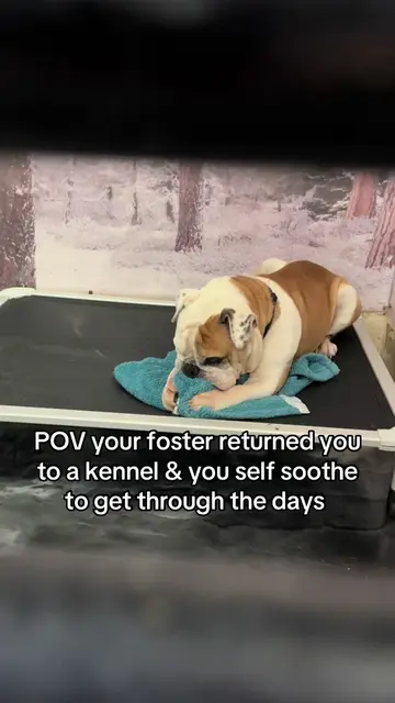 💔 BANGLES WAS SAVED… BUT NOW HE’S WAITING IN A KENNEL. Bangles was supposed to 