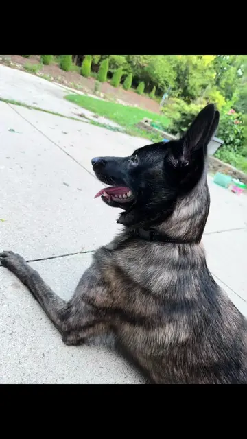 #belgianmalinois #dogsoftiktok #fyp #foryoupage #foryoupage my puppy is such a g