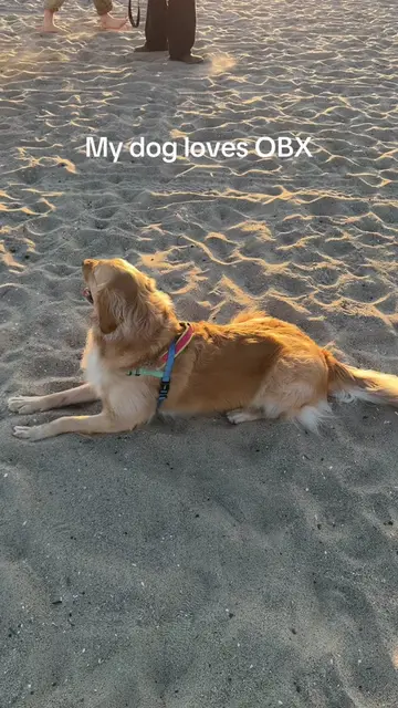Anyone else’s dog obssssed with Outer Banks? Happy series finale premier day #ob