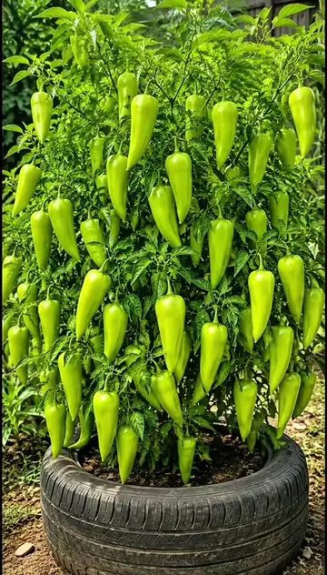 How to grow bell pepper fruit with egg at home #gardeningtiktokcontest #plants #
