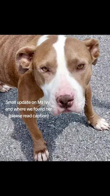 Update: I called the shelter this morning and they said Ivy is doing just fine ☺