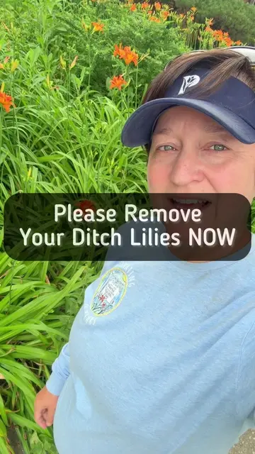 Remove your invasive Ditch Lilies in late summer. They spread aggressively via u
