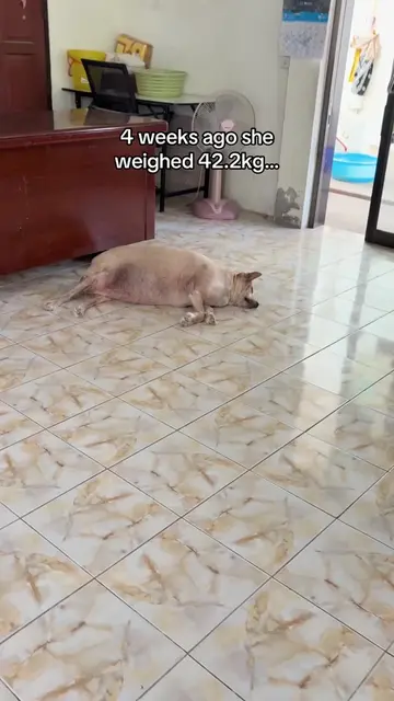 Time for Bella’s weekly weigh in … 🥁🥁 #dogrescue #streetdogs #dogsinthailand 