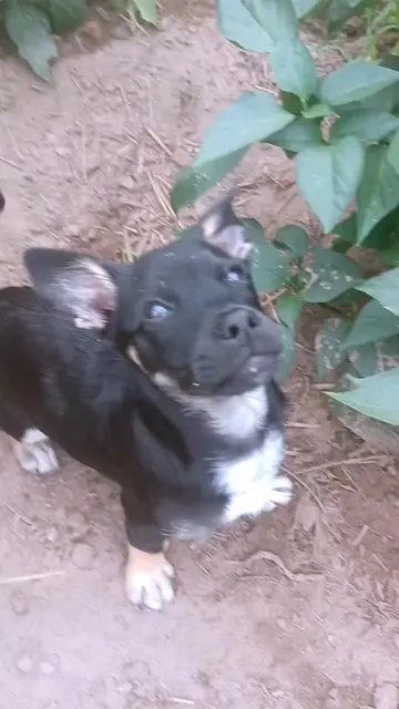 Zbieramy co jest! 🧺🍅🐶 ​Poszliśmy z Lusią do ogródka i Pańcio wydał jasny, wyd