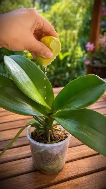⚠️ O segredo estava na cozinha!Veja como usei limão na minha orquídea.👇#cultivo