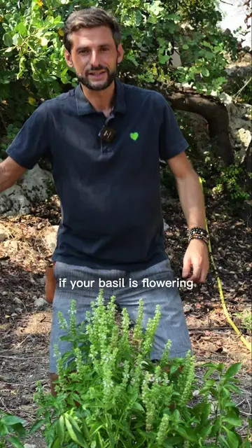 Your basil is flowering? Don’t waste those flowers 🌱💚 Basil flowers are comple