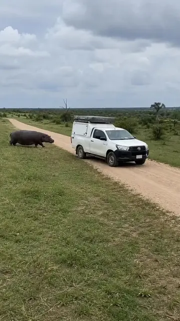 When a massive hippo decides to move a parked truck out of the way like it's not