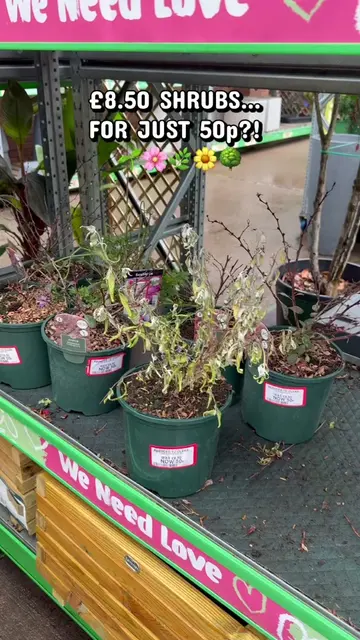 Back at the B&M garden centre clearance section and we couldn’t believe what we 