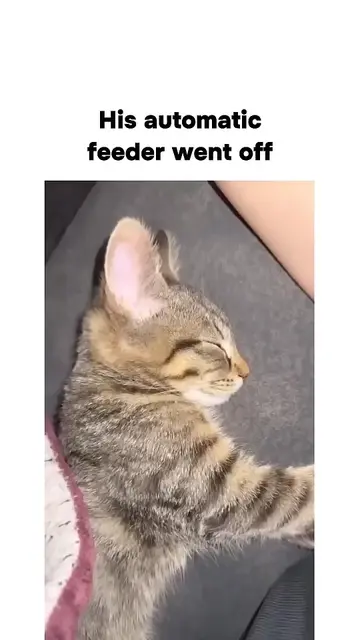 he didn't missed even a millisecond😂 #FunnyCats #CatTok #CatsOfTikTok #CatSoftT