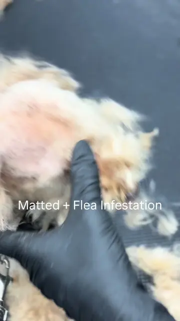 Flea infestation and severe matting handled . #petgrooming #foryoupage #viraltik