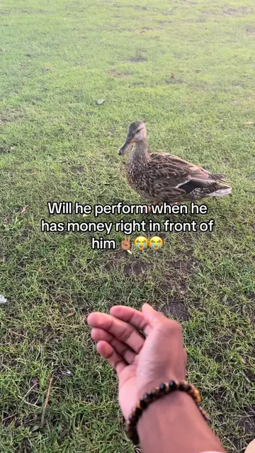 Silly Billy ahh duck 😹😹 #thelotionguy #fails #wholesome #funny #meme  