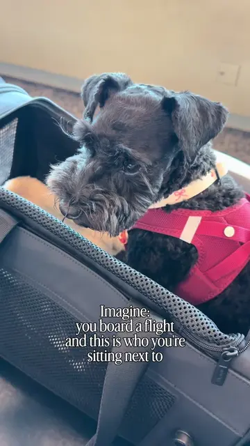 How would you feel??? 😂🫠 #dogsonvacation #miniatureschnauzer #cutedogvideos #s
