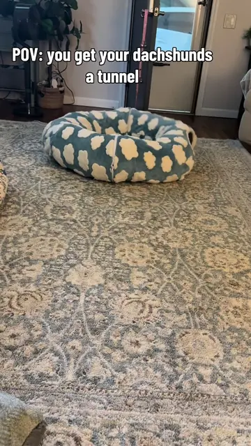 Lola and Moose are obsessed with this tunnel bed! My mom grabbed it for them a w