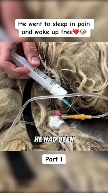 He had been carrying this painful coat for so long💔🐶 This 12 13 year old dog w