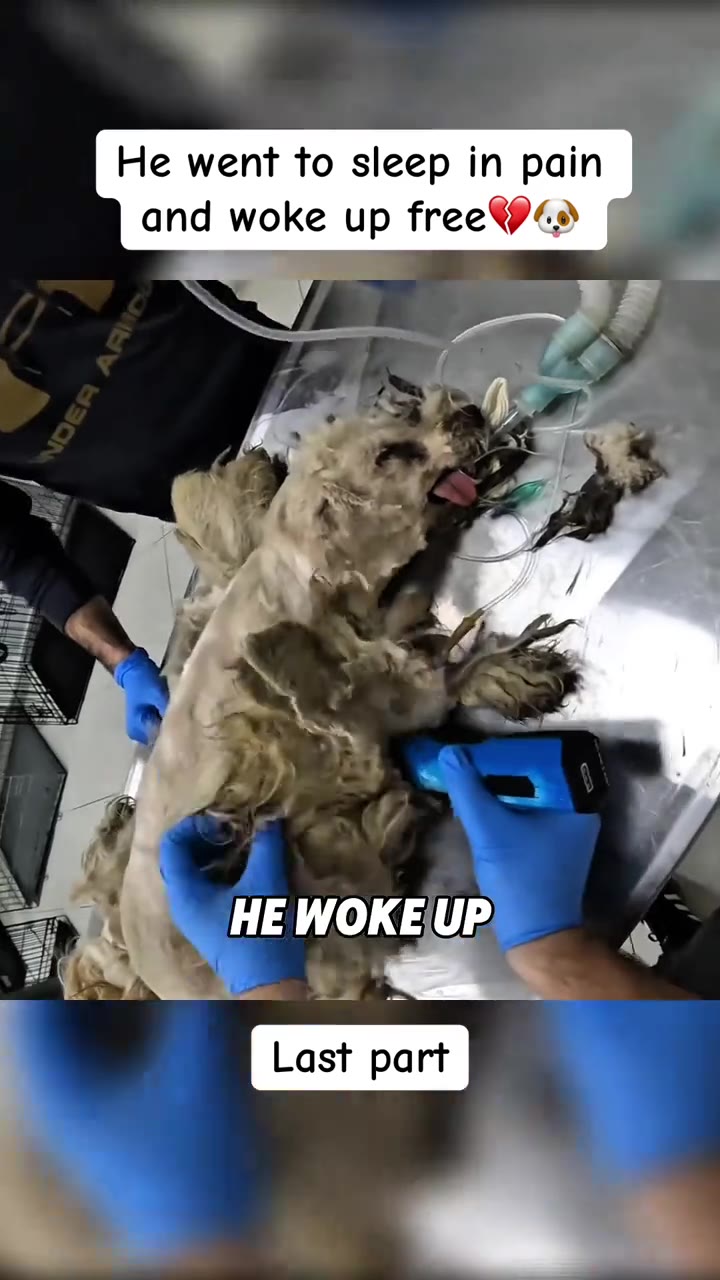 He went to sleep covered in painful mats and woke up FREE🥺❤️🐶 After carefully 