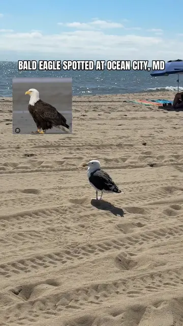 BALD EAGLE SPOTTED AT OCEAN CITY MD