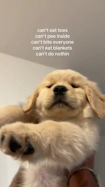My parents don’t let me do nothin fun  #puppiesofinstagram #puppydog #puppytikto
