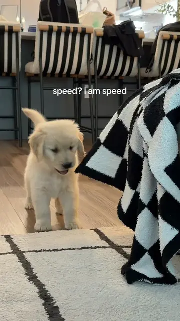 she’s fast as fckkkk boiiii  #puppiesofinstagram #puppydog #puppytiktok #puppyli