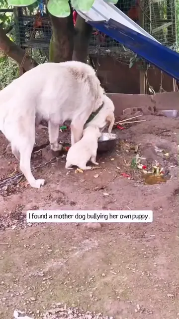 The puppy was no longer loved by its mother,so it sought a new home . #puppy #do