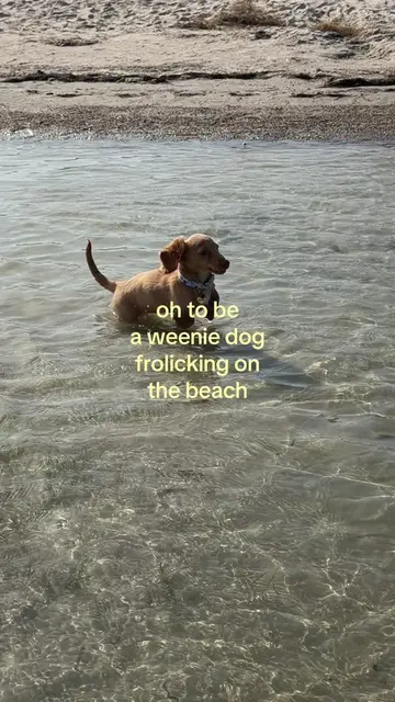 buttercup’s first beach day 🌊 #weeniedog #dachshund #dachshundpuppy #puppy #bea