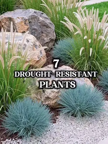 🌿 7 Drought-Resistant Plants That Thrive With Less Water Want a beautiful garde