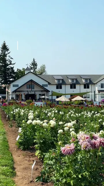 Wander through dreamy fields of dahlias and gardens, shop for fresh-cut flowers,