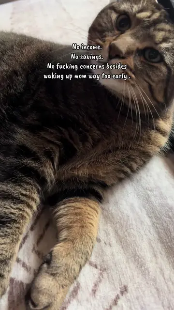 Another day, another chaos 🤷🏼‍♀️#PetsOfTikTok #mimosa #bengal #catsoftiktok #m