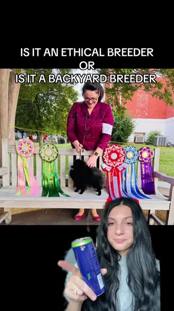 Covering some new breeds for the series ⭐️ #ethicalbreeder #ethicalbreeding #pom