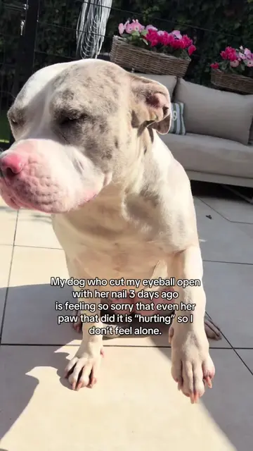 Still mad at my eyeball that he hurt her paw 