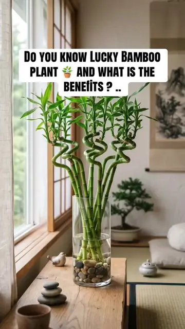 Do you know Lucky Bamboo plant 🪴 and what is the benefits ? ..#luckybamboo #pla