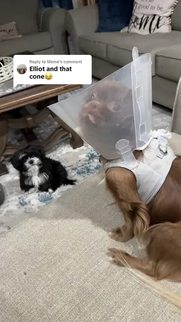 👁️ 👄 👁️ #dog #dogmom #dogmomlife #fyp