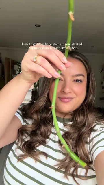 How to go from bare stems to a bushy plant!  All you need to do is propagate bar