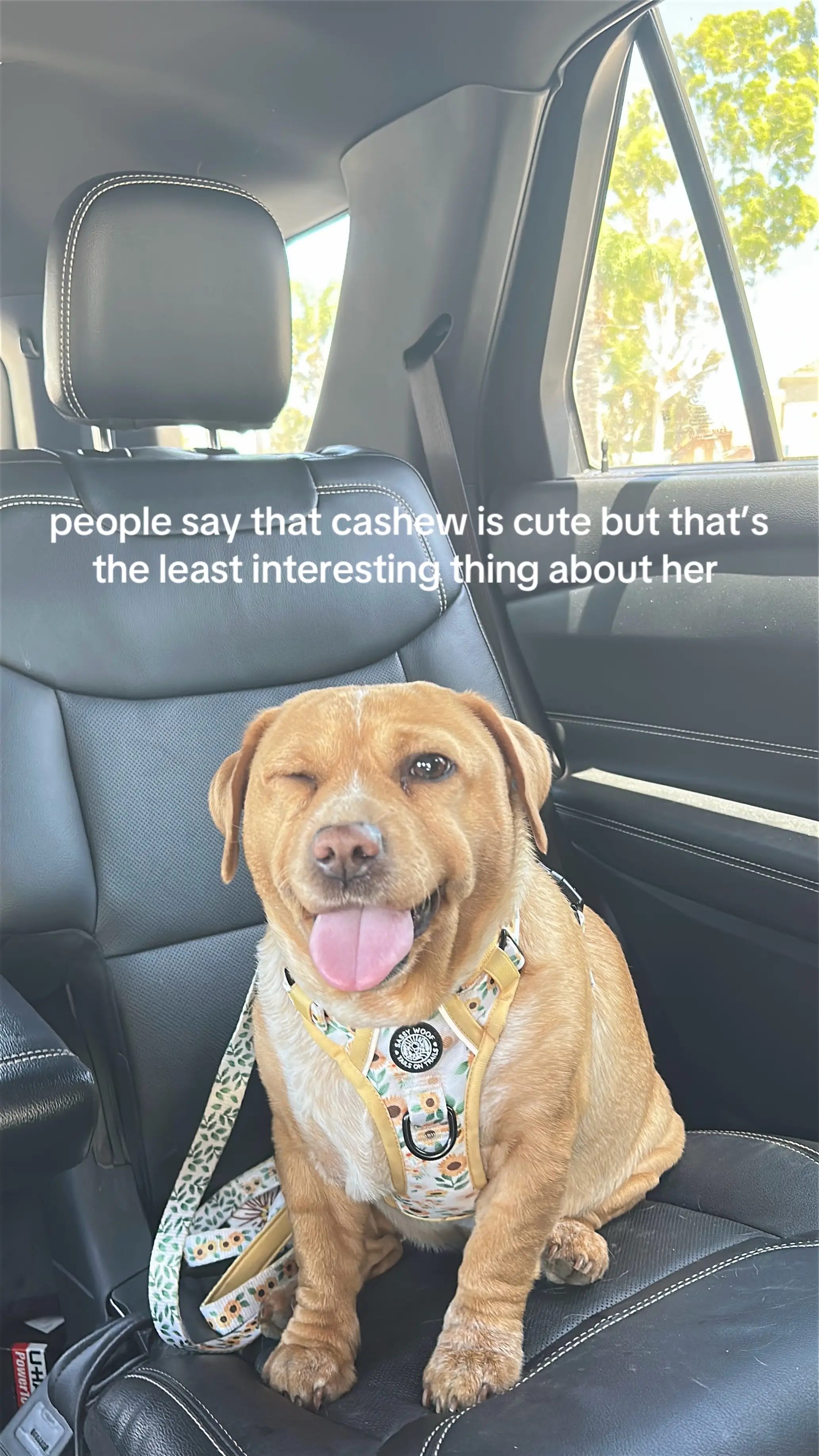 #cashew #trend #cutenessoverload #trending #dogsoftiktok 