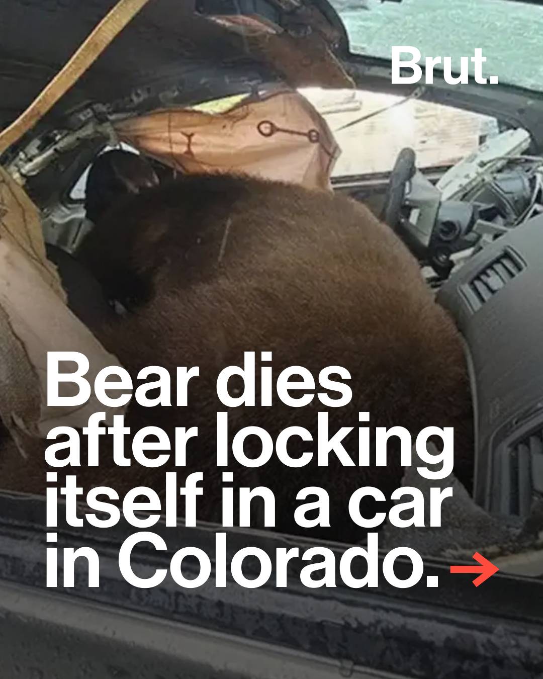 A black bear in Colorado died after accidentally locking itself in a parked car 