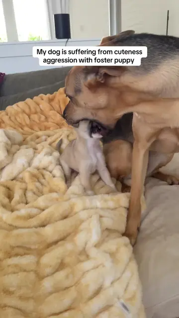 Cactus is so obsessed with Cowboy that he gets too excited and overwhelmed with 