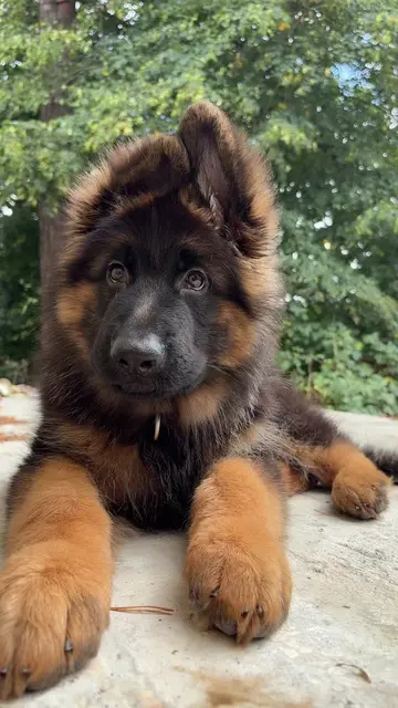 #germanshepherdpuppylife #puppydog #dogtok 