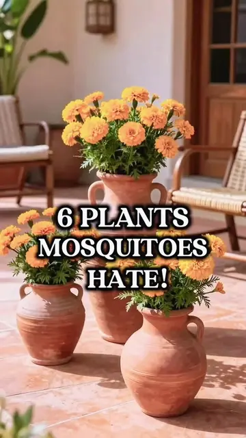 6 Plants Mosquitoes Hate! 🦟🚫 Natural Ways to Keep Mosquitoes Away Want fewer m