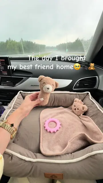#toypoodlepuppy#newtiktok#viral #puppydog#videoviral 