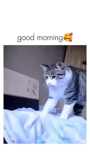 #FunnyCats #CatTok #CatsOfTikTok #CatSoftTikTok #CatLover #Cats #Kitten #FunnyAn