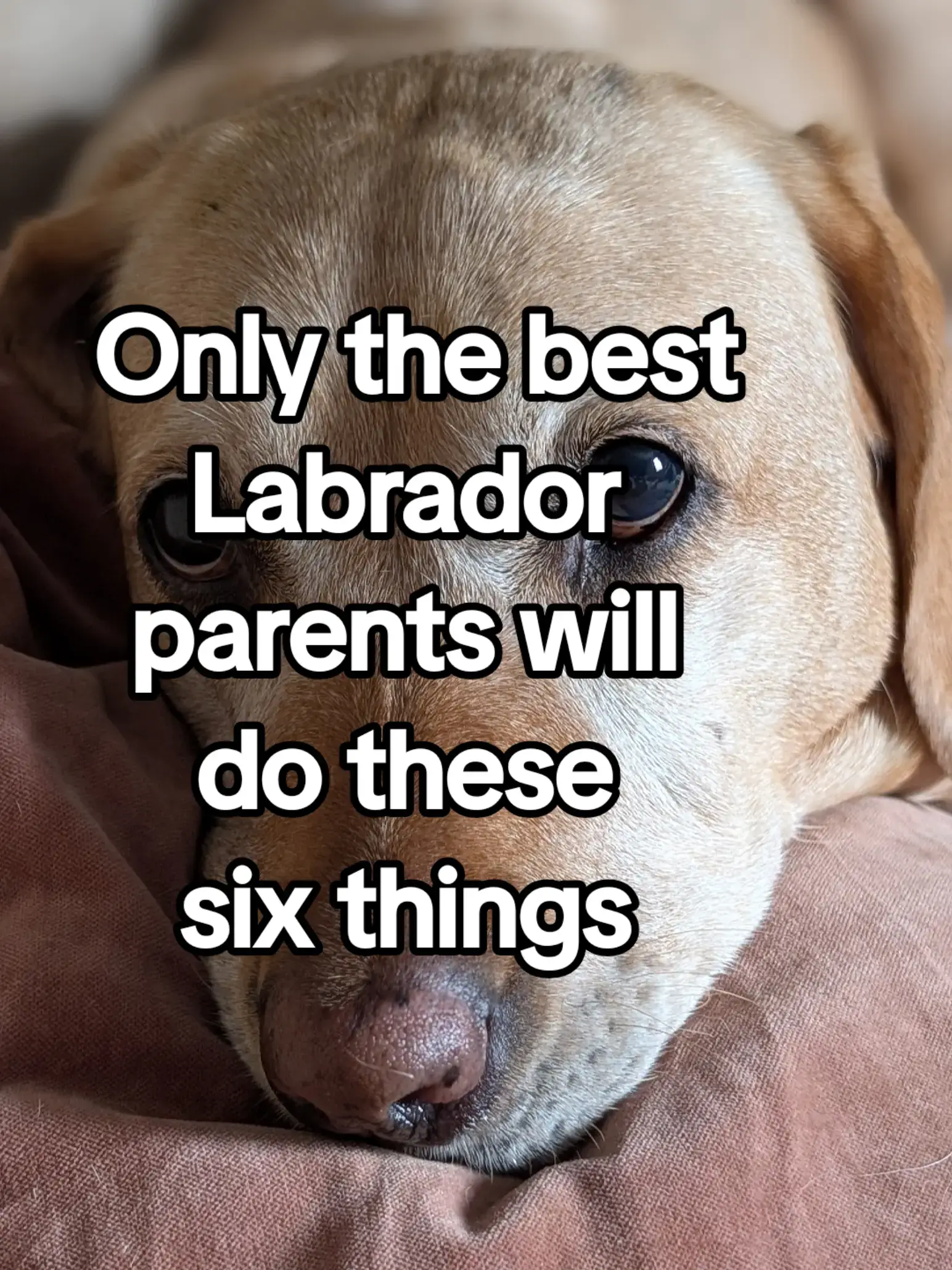 Apologize to your lab? Are you constantly sleeping on the edge of your bed? 😅 H