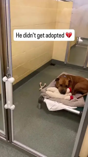 Doesn’t anyone want Bruce? 🥺🙏  Bruce is just a big heart wrapped in 60 lbs of 