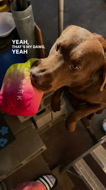 that’s my dawg  #dogsoftiktok #PetsOfTikTok 
