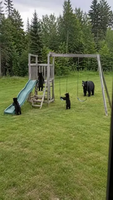 When a family of bears completely takes over the backyard playground for an epic