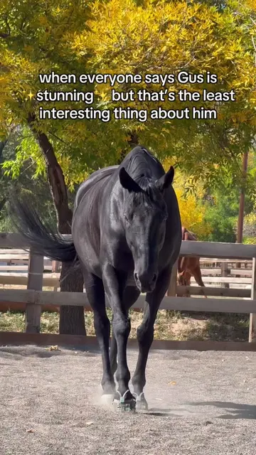 he may be the most beautiful horse I’ve ever seen but we all know he is SO MUCH 
