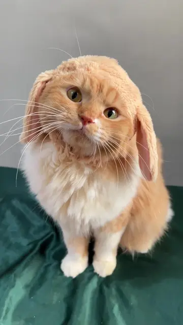 kinsel mil para sa hybrid bunny cat??? #orangecat #gingercat #bunny #cat #catsof