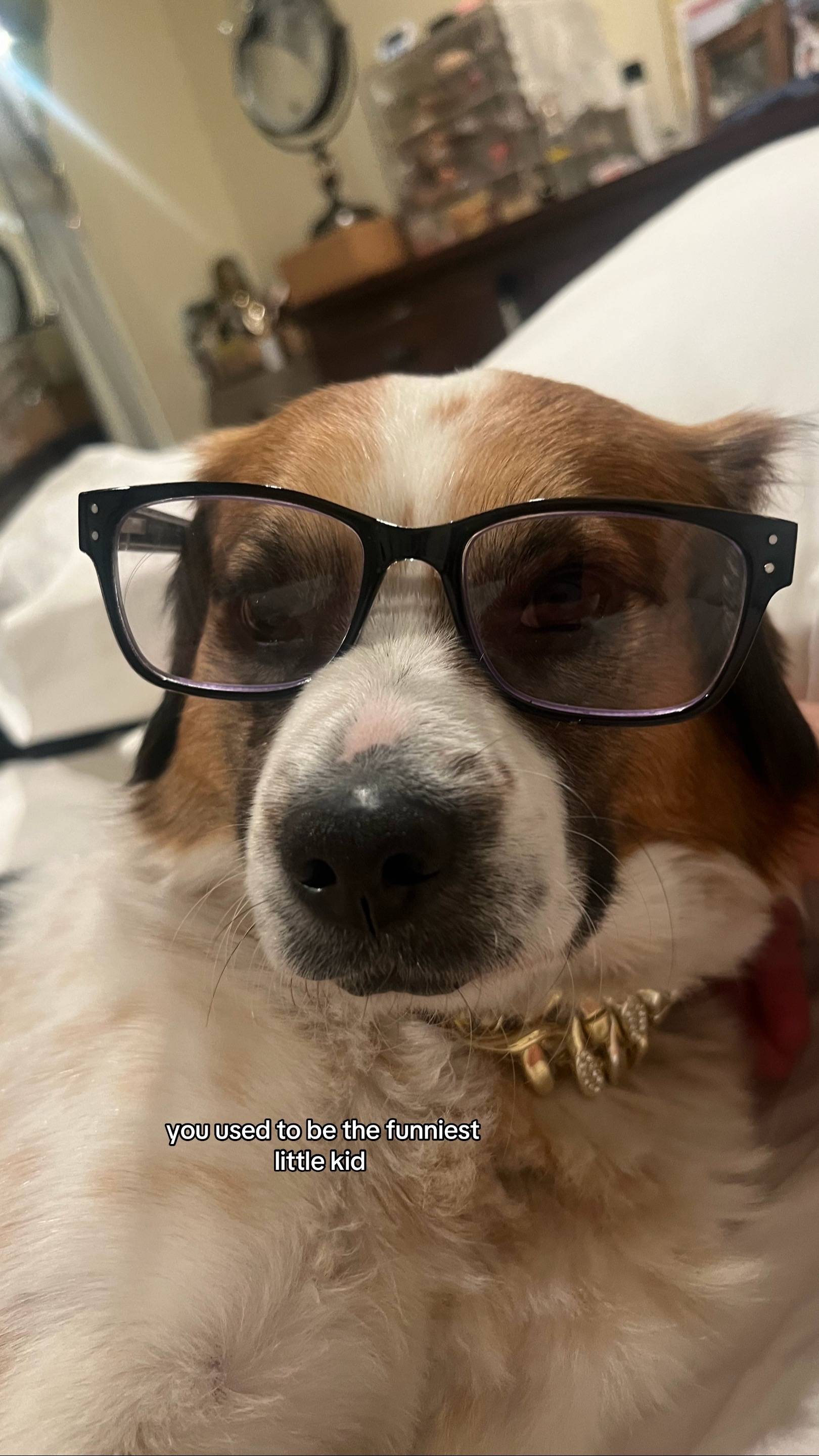 #dogsoftiktok #PetsOfTikTok 