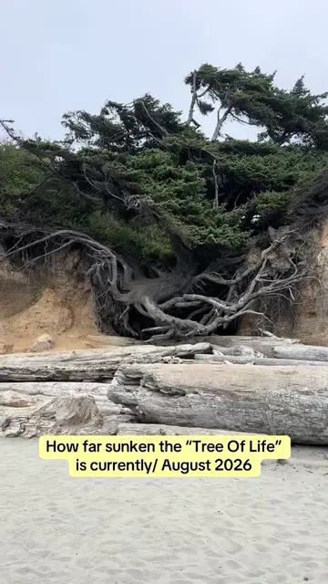 So grateful to have finally witnessed the tree of life with my own eyes 🥹  Olym